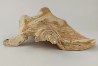 Snail Shell Sea Snail Half Shelter surprise No. E4 - Image 8