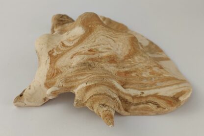 Snail Shell Sea Snail Half Shelter surprise No. E4 - Image 9
