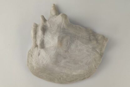 Schneckeniglu Meeresschnecke Hälfte Unterschlupf Vintage Nr. E5 – Bild 4