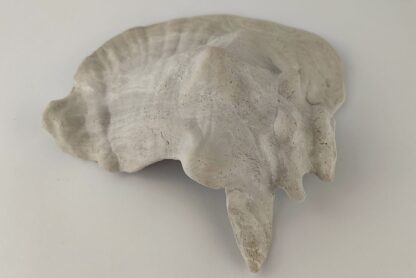 Schneckeniglu Meeresschnecke Hälfte Unterschlupf Vintage Nr. E5 – Bild 10