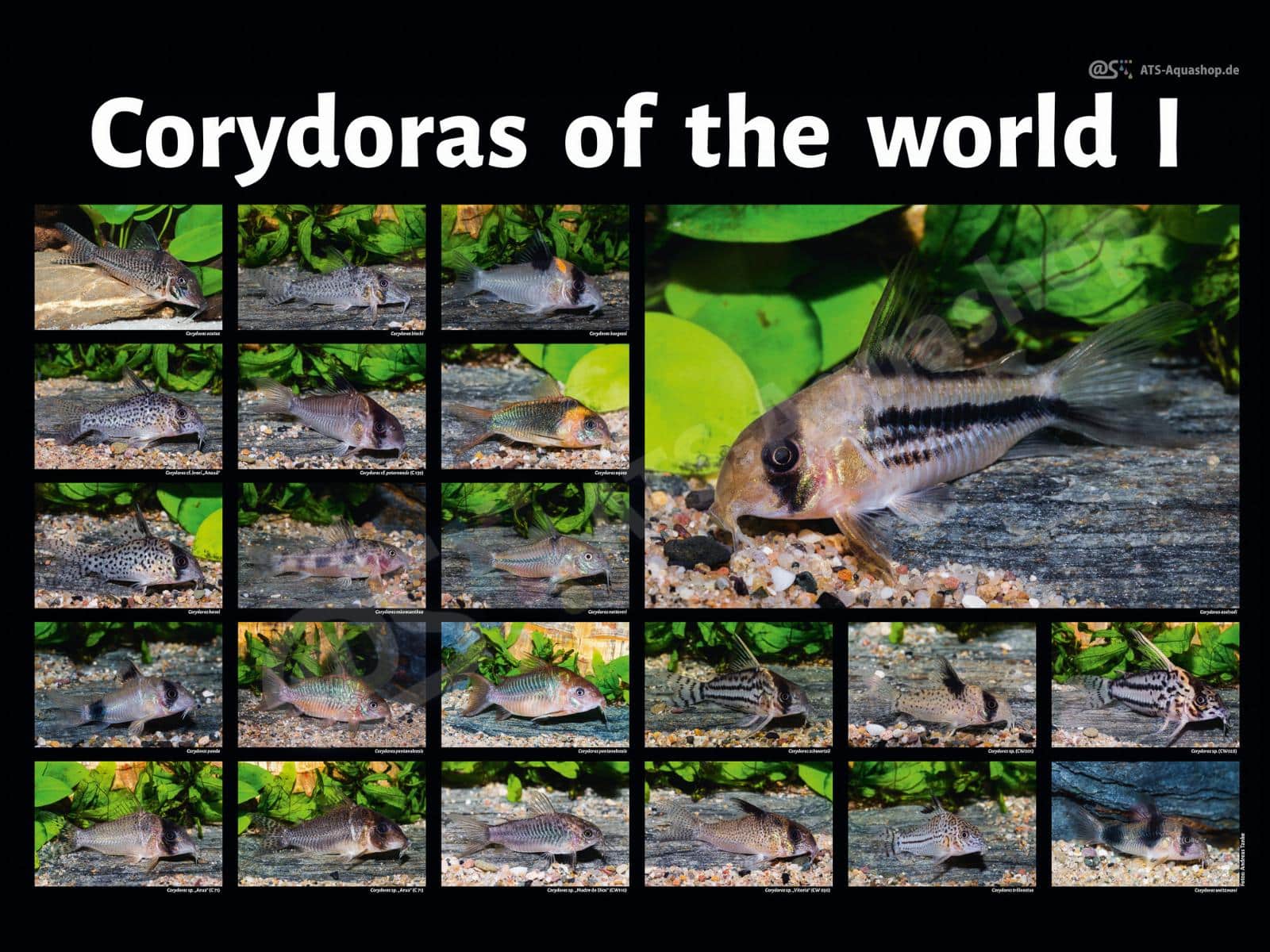 Poster Corydoras of the world I