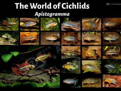 Poster The world of cichlids - Apistogramma