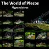 Poster The world of plecos - Hypancistrus