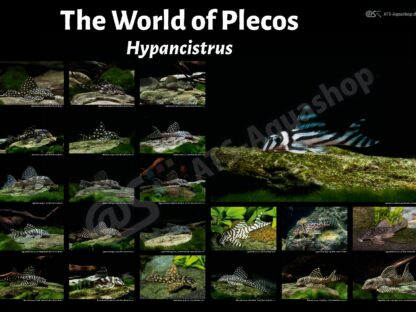 Poster The world of plecos - Hypancistrus