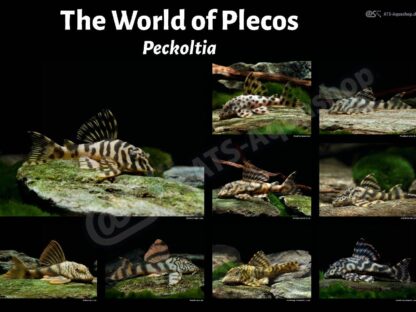 Poster The world of plecos - Peckoltia