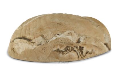 AquaKeramik Igluhöhle in Schneckenform für Axolotl surprise