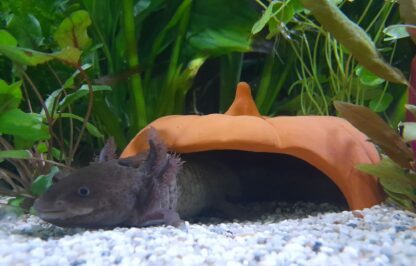 Axolotl Höhle Kürbis mit Axolotl