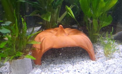 Pumpkin axolotl cave