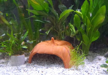 Pumpkin axolotl cave