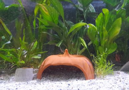 Pumpkin axolotl cave