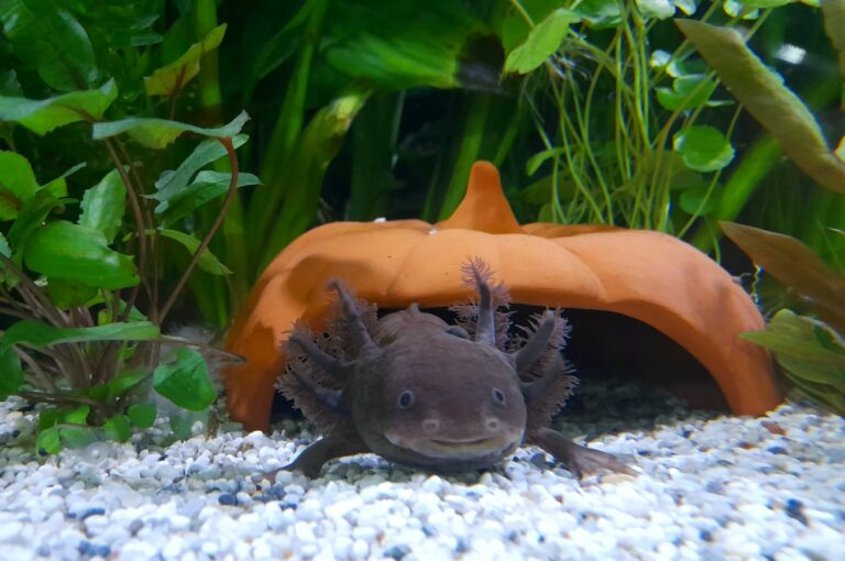 Axolotl Höhle Kürbis mit Axolotl