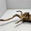 Talawa wood Teawood Aquarienwurzel TR2 ca 42x24x8 cm – Bild 3