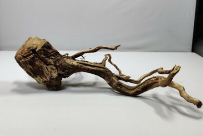 Teawood Root