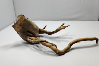 Teawood Root