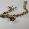Teawood Root