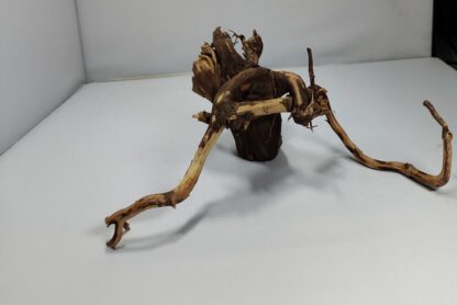 Talawa wood Teawood Aquarienwurzel TR8 ca 27x21x8 cm – Bild 2