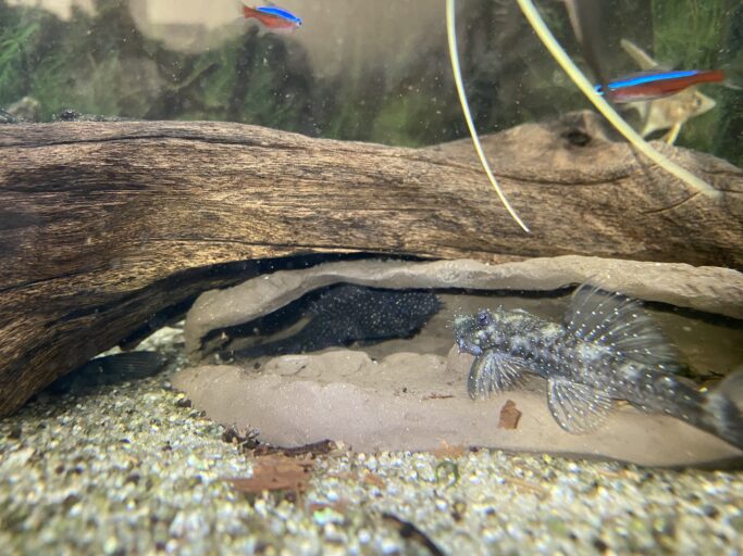 Xingu Spaltenhöhle im Aquarium