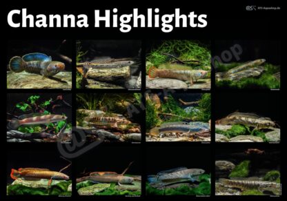 Poster: Channa Highlights