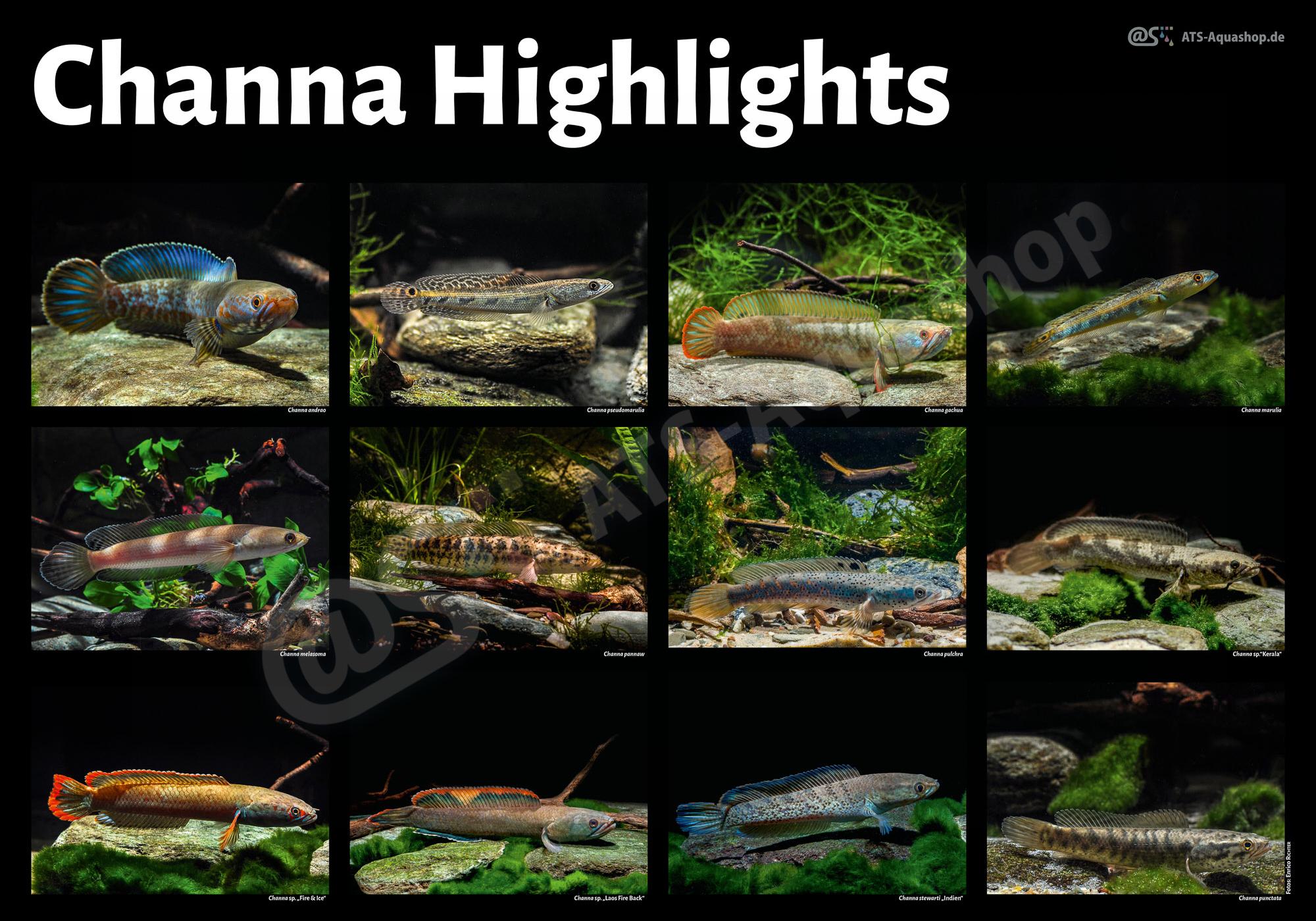 Poster: Channa Highlights
