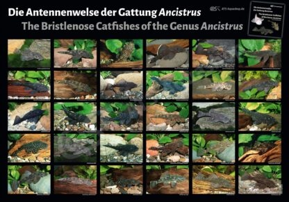 Poster: Die Antennenwelse der Gattung Ancistrus