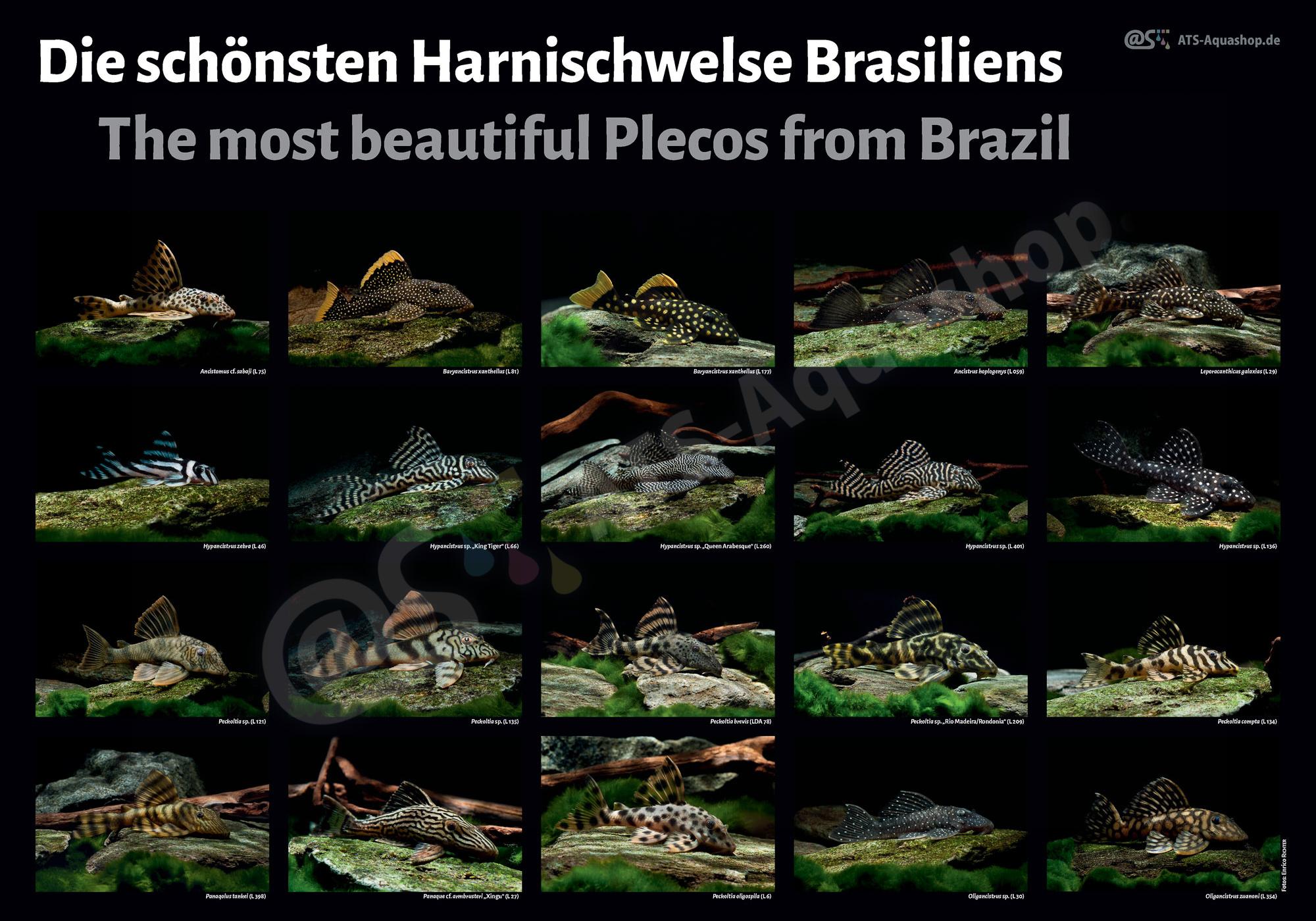 Poster: Die schoensten Harnischwelse Brasiliens