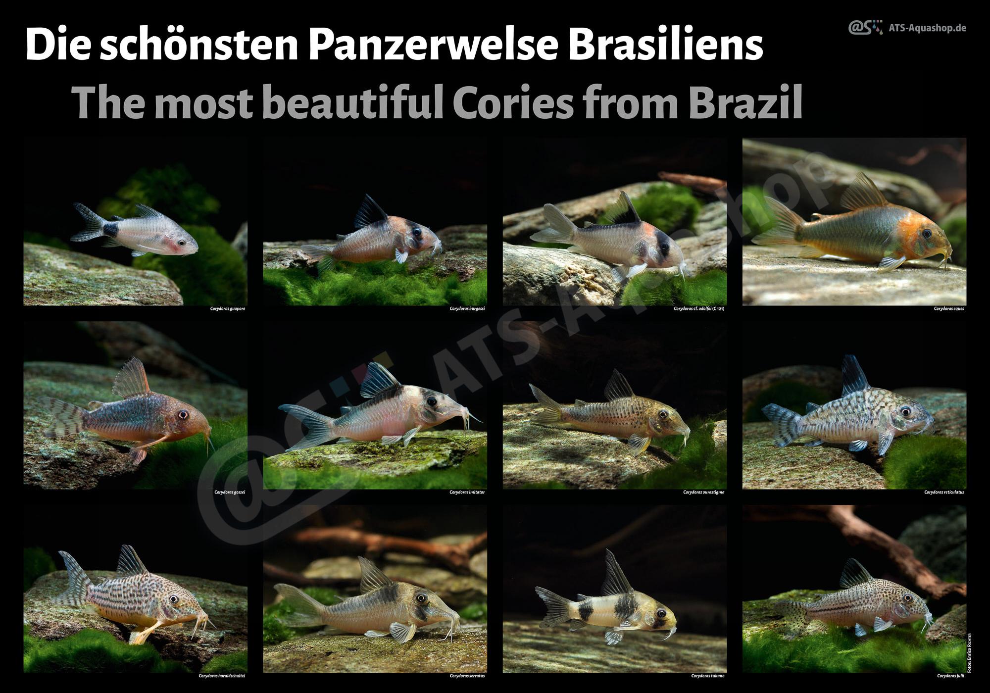 Poster: Die schoensten Panzerwelse Brasiliens