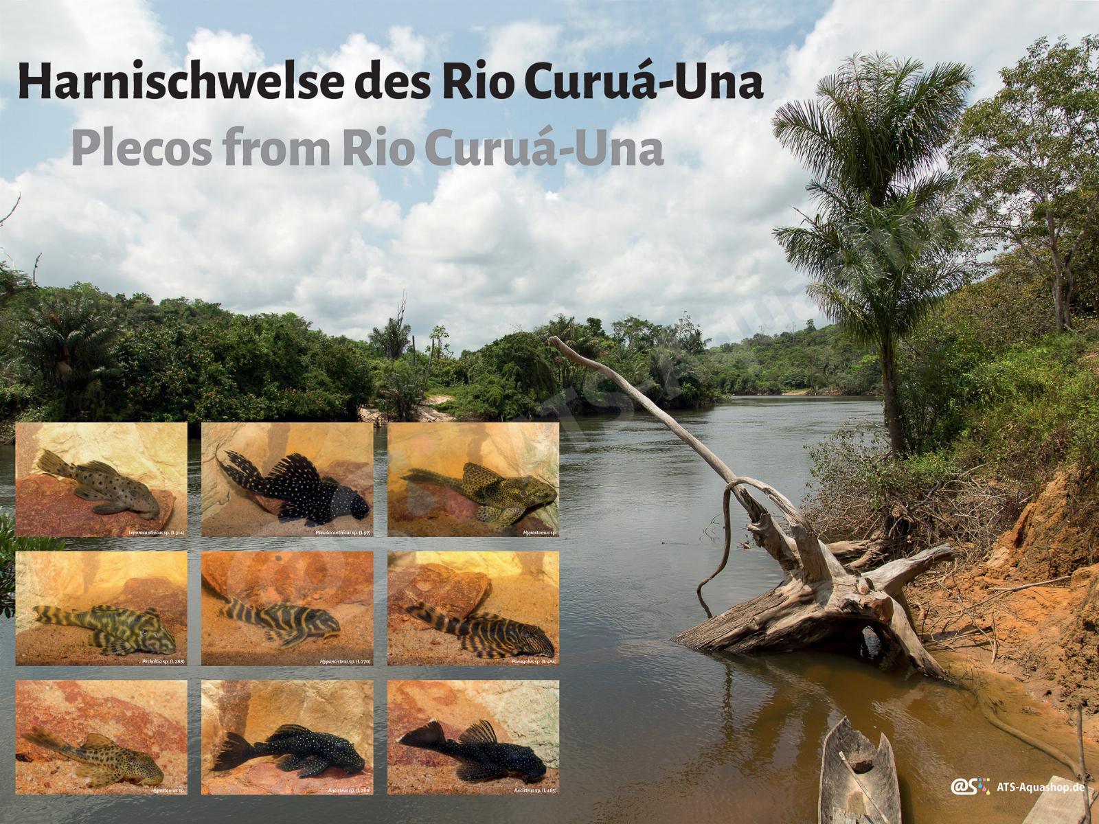 Poster: Harnischwelse des Rio Curua-Una