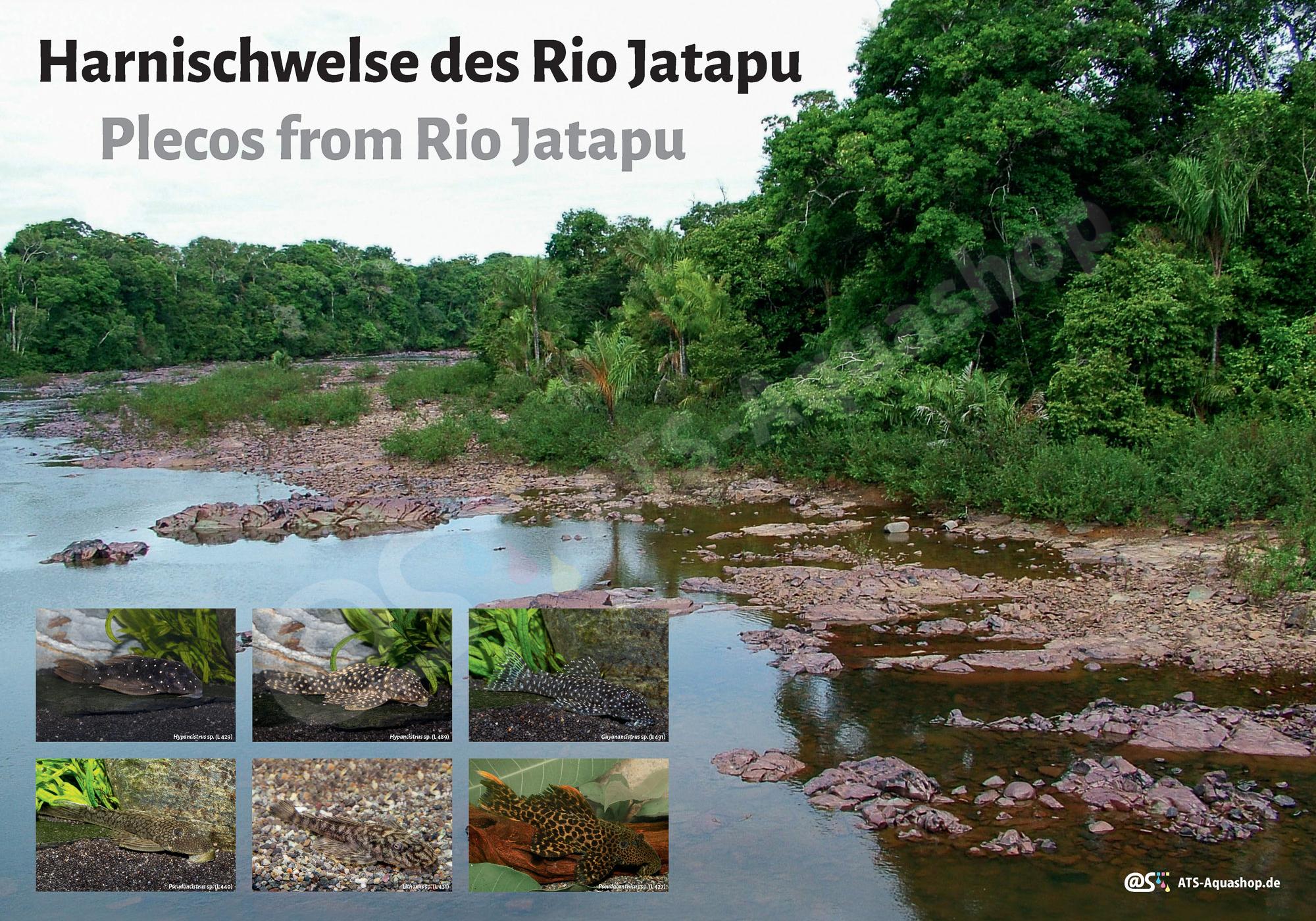 Poster: Harnischwelse des Rio Jatapu