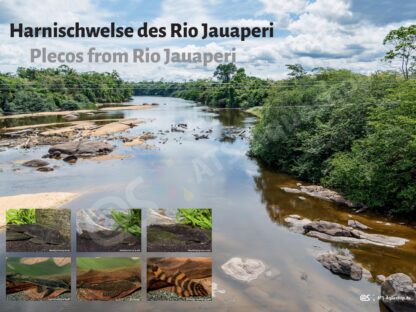 Poster: Harnischwelse des Rio Jauperi