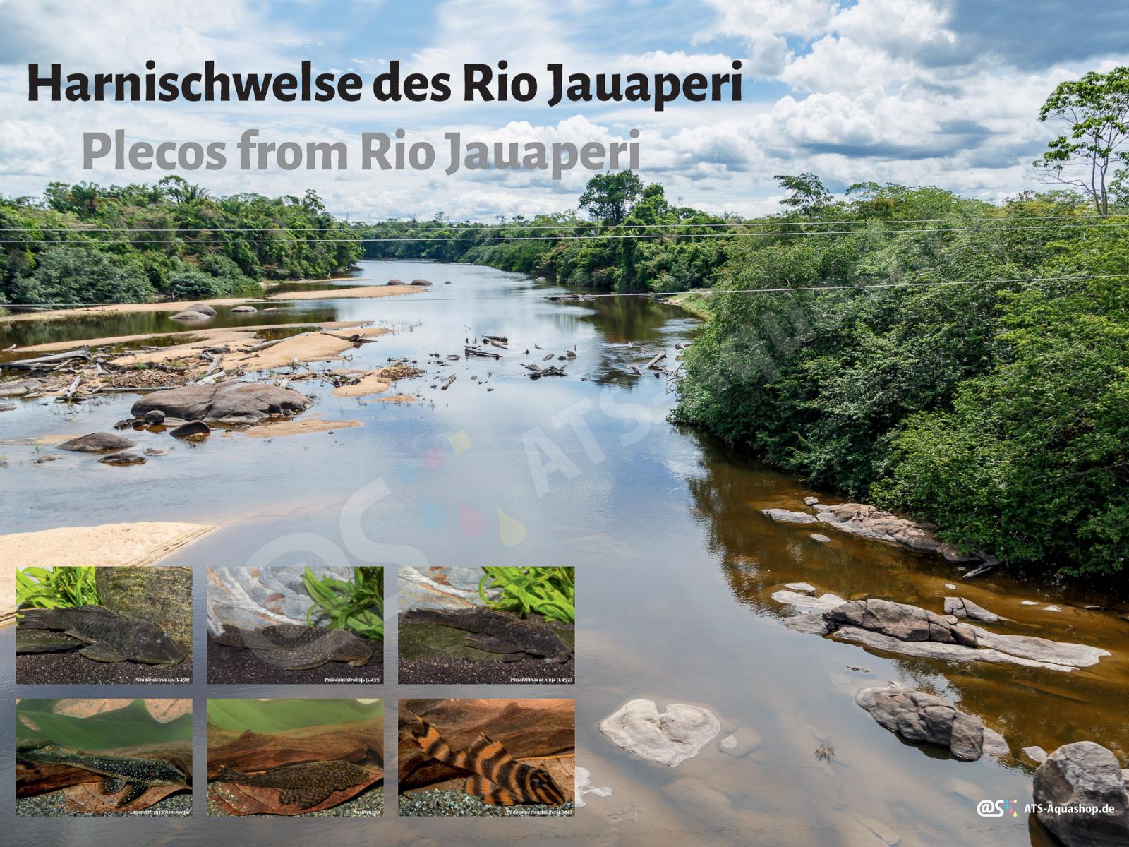 Poster: Harnischwelse des Rio Jauperi