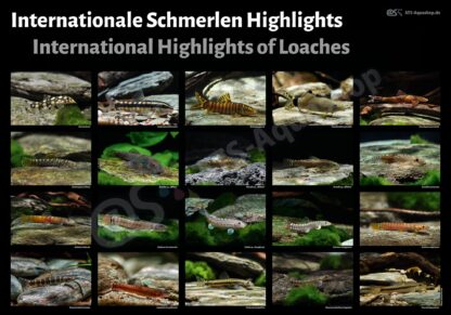 Poster: International Highlights of Loaches