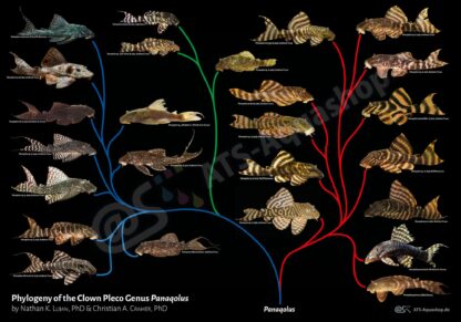 Poster: Phylogeny of the Clown Pleco Genus Panaqolus