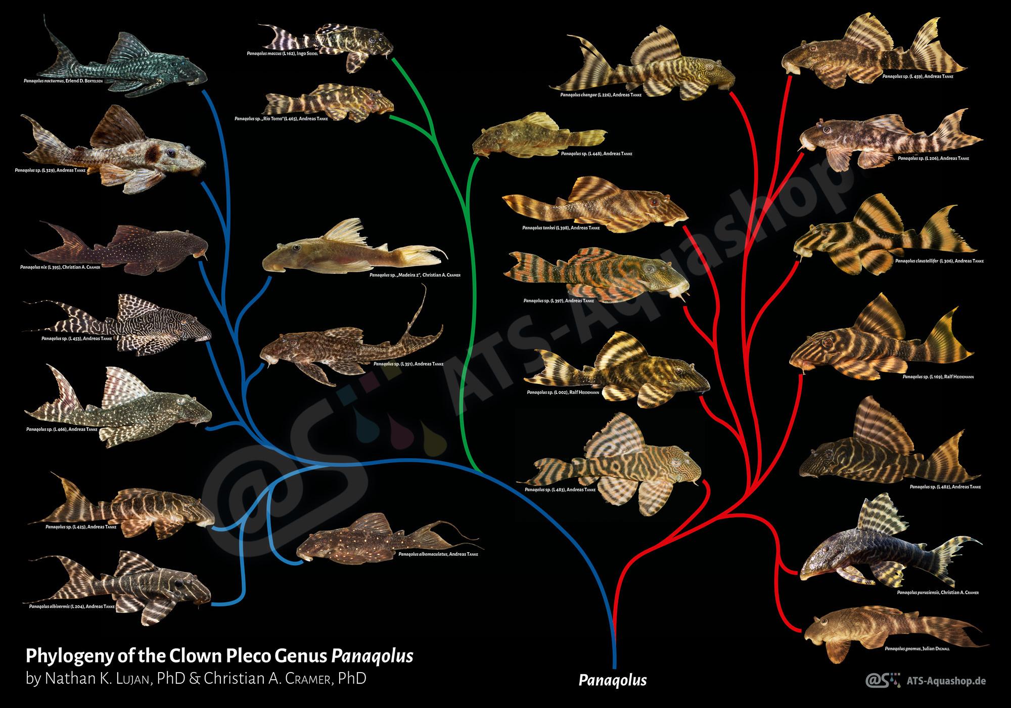 Poster: Phylogeny of the Clown Pleco Genus Panaqolus