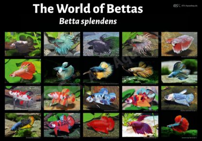 Poster: The World of Bettas Betta splendens