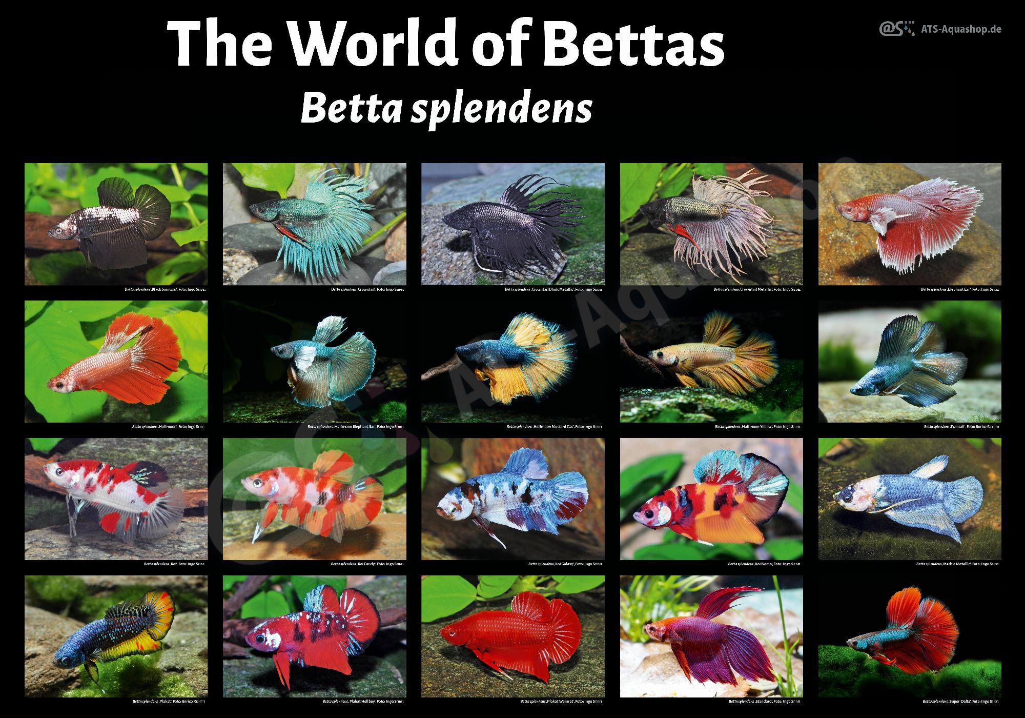 Poster: The World of Bettas Betta splendens
