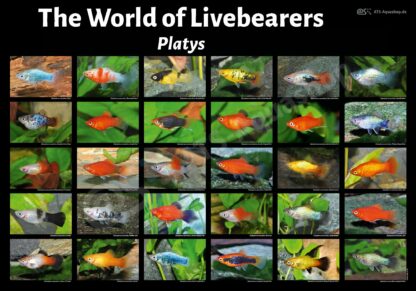 Poster The World of Livebearers Platys