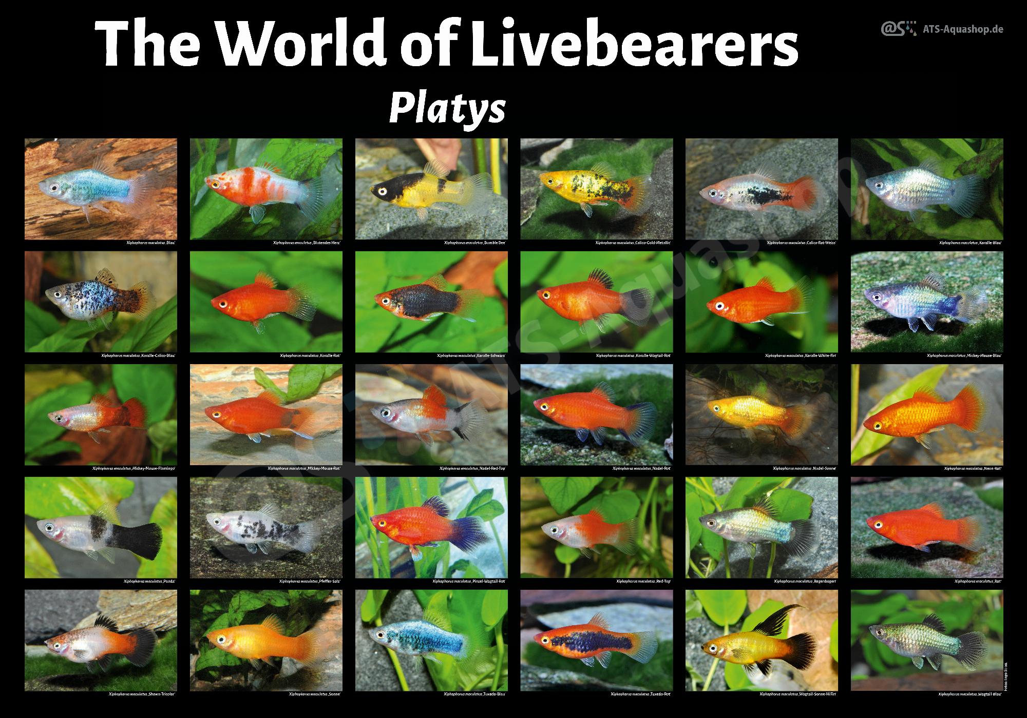 Poster The World of Livebearers Platys