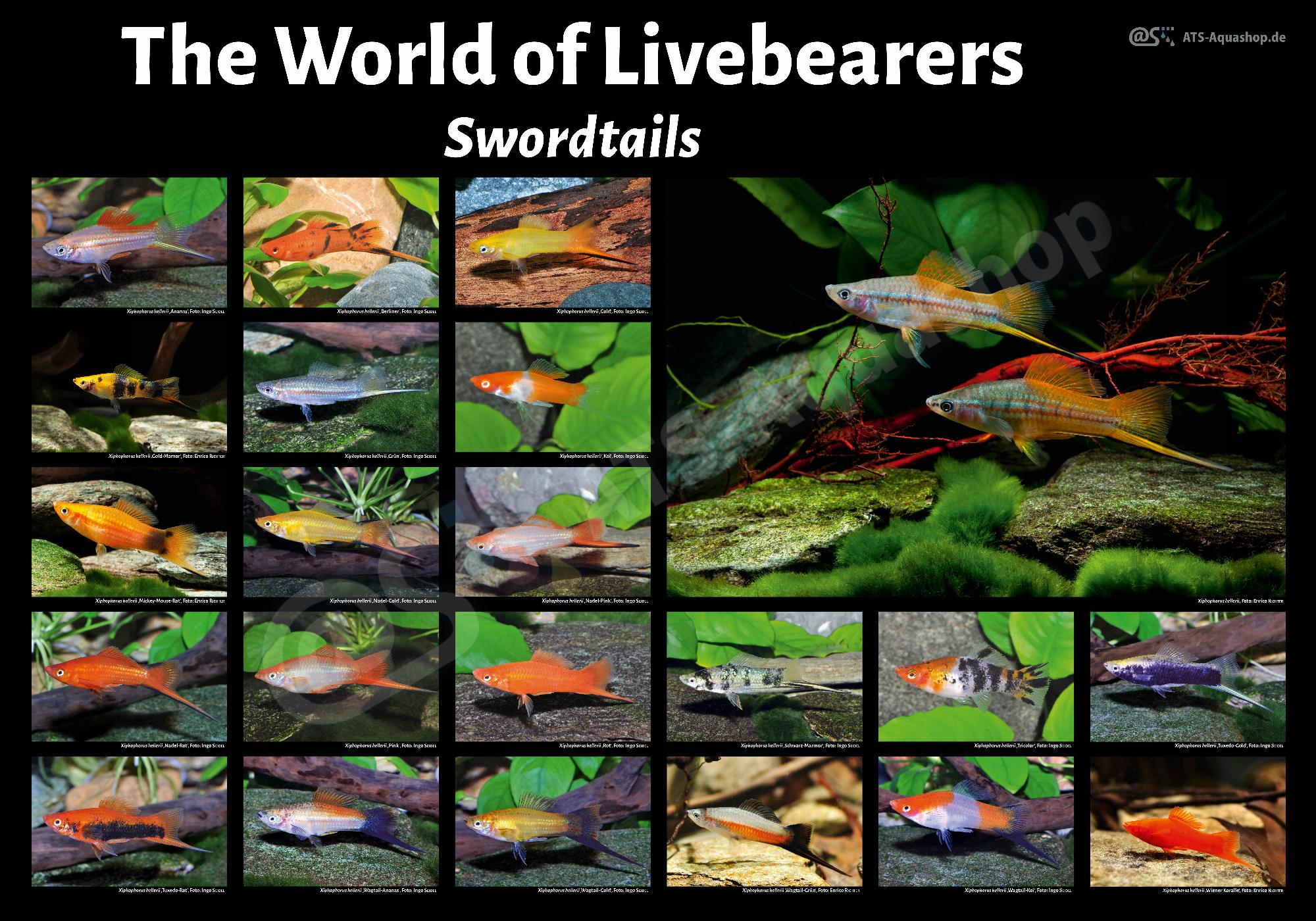 Poster: The World of Livebearers Swordtails