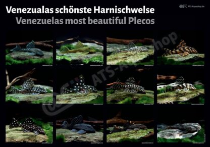 Poster: Venezuelas most beautiful Plecos