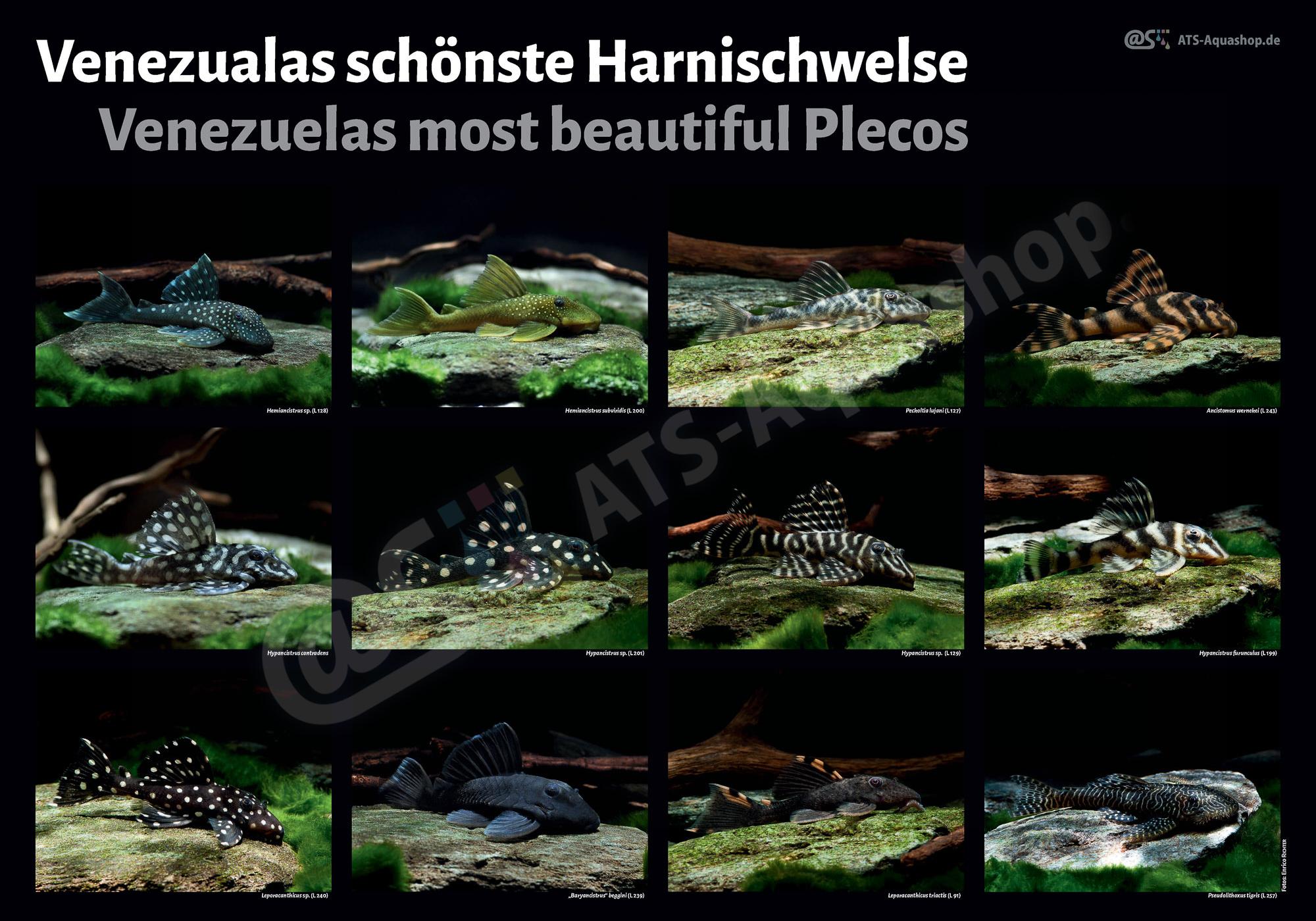 Poster: Venezuelas schoenste Harnischwelse