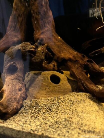 Stone cave apistogramma brown Taunus Aquarium