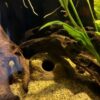 Kleines Steiniglu Igluhöhle für Apistogramma – Bild 11