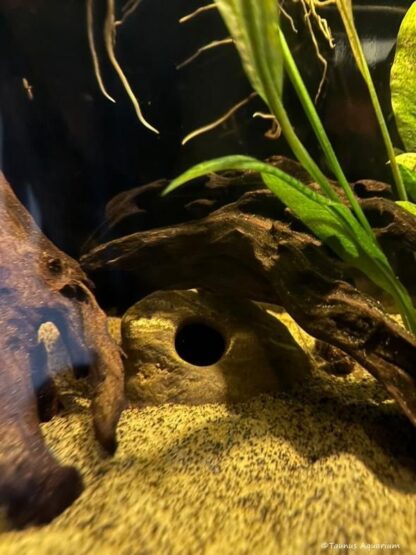 Stone cave apistogramma brown-melanged Taunus Aquarium