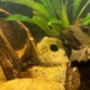 Kleines Steiniglu Igluhöhle für Apistogramma – Bild 6