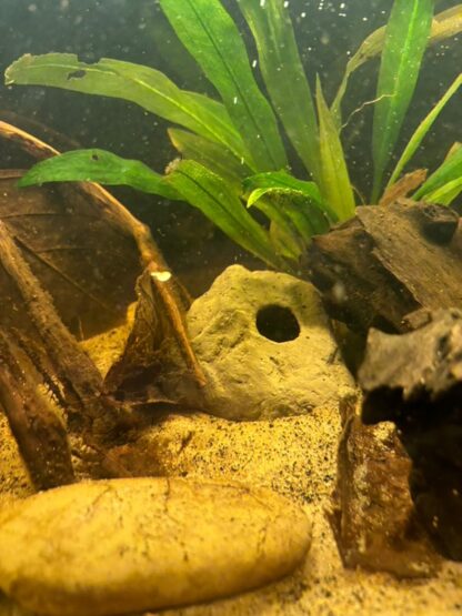 Stone cave apistogramma light grey Taunus Aquarium