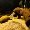 Kleines Steiniglu Igluhöhle für Apistogramma – Bild 8
