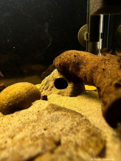 Stone cave apistogramma navy Taunus Aquarium