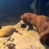 Kleines Steiniglu Igluhöhle für Apistogramma – Bild 13