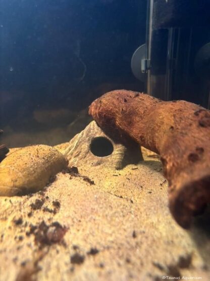 Stone cave apistogramma navy Taunus Aquarium