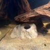 Kleines Steiniglu Igluhöhle für Apistogramma – Bild 4